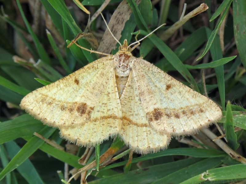 Isturgia arenacearia (Denis & Schiffermuller, 1775)